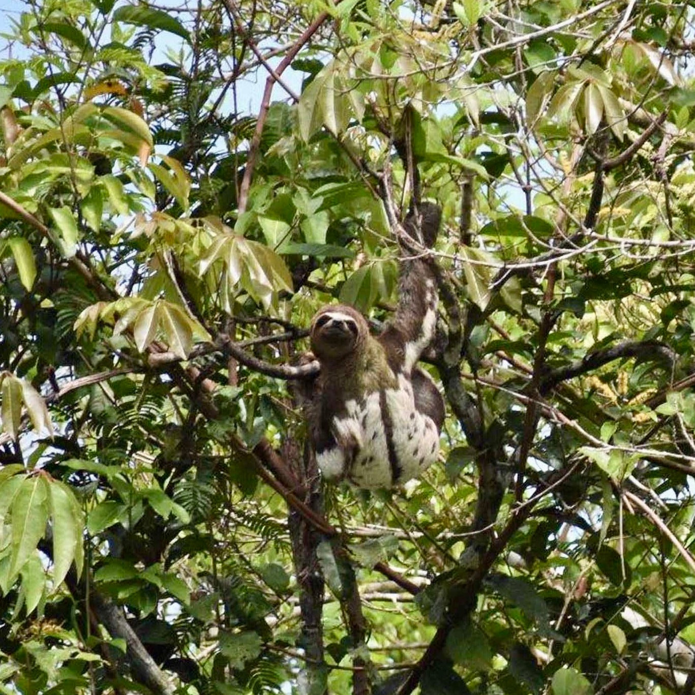 Iquitos: Amazon Jungle