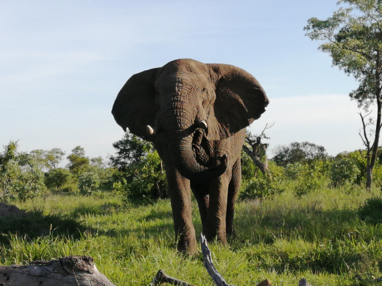 Kruger Safari Experience
