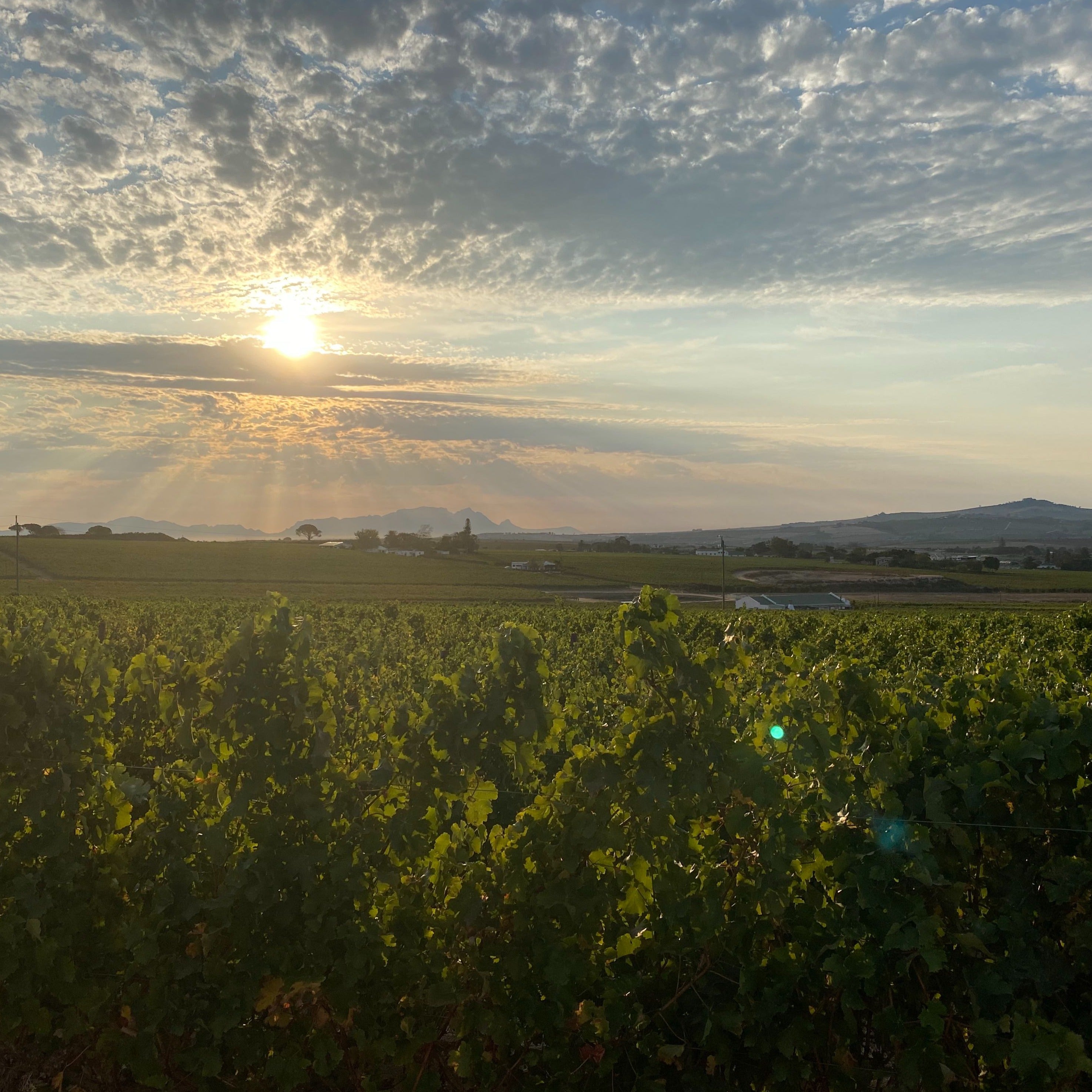 Stellenbosch Wine Tour