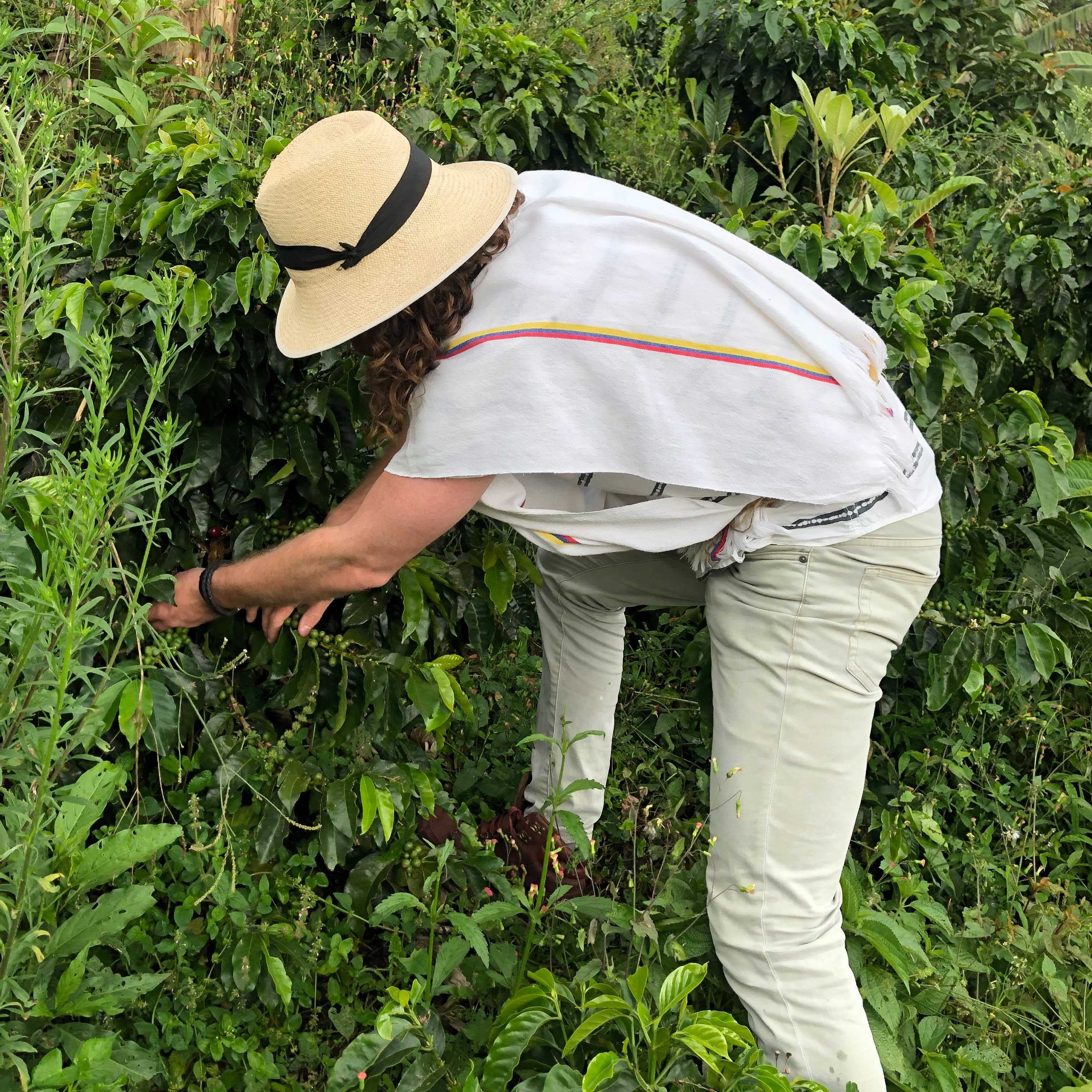 Coffee Farm Tour