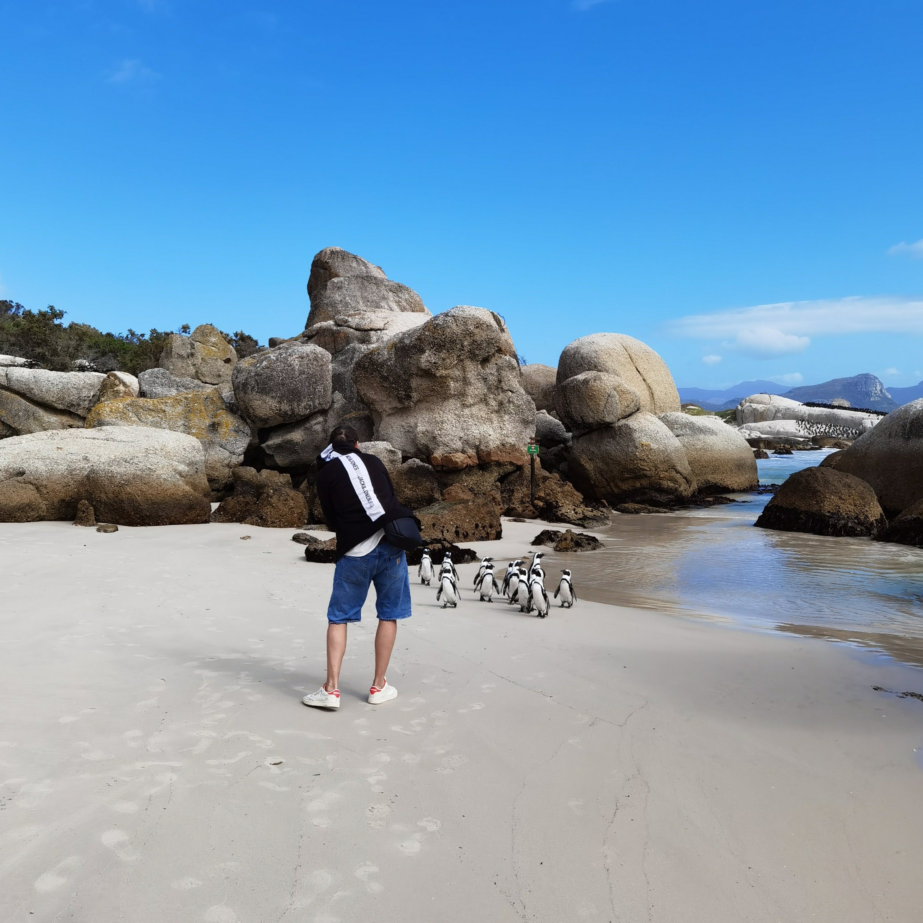 Penguins & Cape Point Day Tour