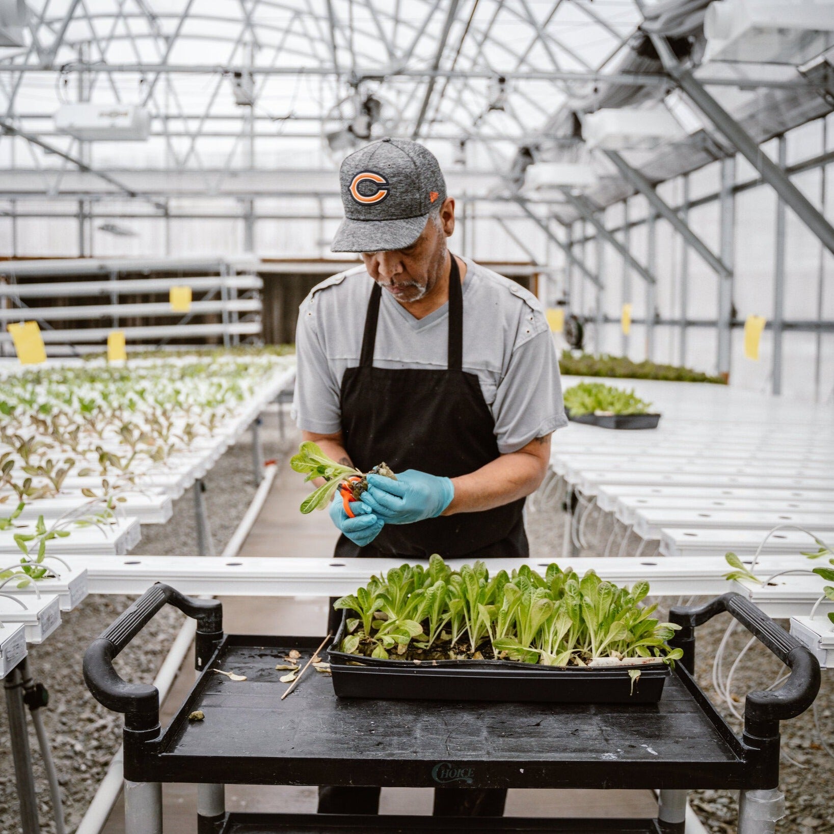 Urban Farming