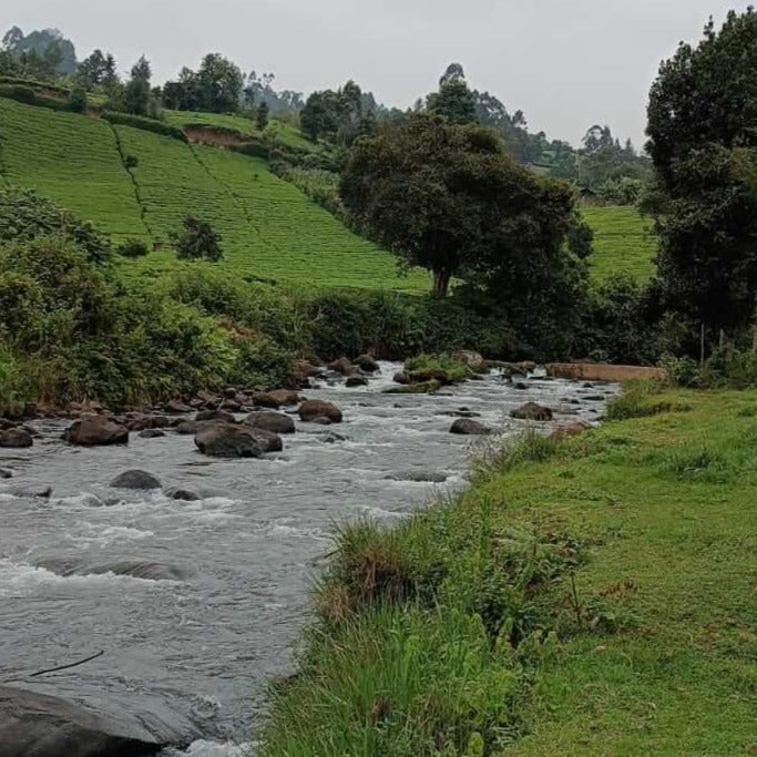Muranga Bees & Village Visit